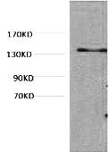 Fig. Western blot analysis of Hela, diluted at 1:1000.