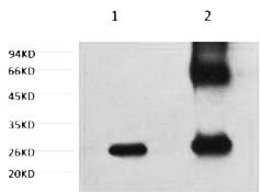 Fig.2. 1) control, 2) IP products, antibody dilution 1:200.