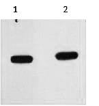 Fig. Western blot analysis of mCherry recombinant protein, diluted at 1) 1:5000, 2) 1:10000.
