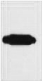 Fig. Western blot analysis of recombinant RFP protein, diluted at 1:10000.