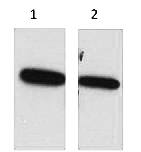 Fig. Western blot analysis of ECFP Recombinant protein, diluted at 1) 1:5000, 2) 1:20000. Secondary antibody was diluted at 1:20000.