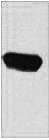 Fig. Western blot analysis of EBFP recombinant protein, diluted at 1:5000. Secondary antibody was diluted at 1:20000.