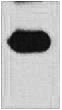 Fig. Western blot analysis of mOrange recombinant protein, diluted at 1:5000. Secondary antibody was diluted at 1:20000.
