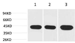 Fig.1. Western blot analysis of 1) Hela, 2) 3T3, 3) Rat Brain using α-SMA Monoclonal Antibody.