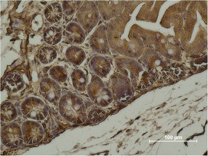 Fig.2. Immunohistochemical analysis of paraffin-embedded Mouse Cecal Tissue using α-SMA Monoclonal Antibody.