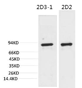 Fig.1. Western blot analysis of 1) 3T3, 2) Rat LiverTissue with PI3 Kinase P85α Mouse mAb diluted at 1:2000.
