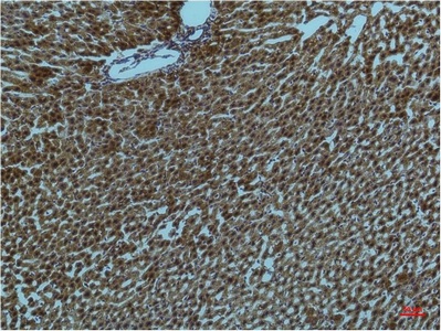 Fig.2. Immunohistochemical analysis of paraffin-embedded Rat Liver Tissue using PI3 Kinase P85 α Mouse mAb diluted at 1:200.
