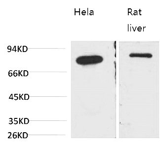 Fig.1. Western blot analysis of 1) Hela, 2) Rat LiverTissue with GRP78/Bip Mouse mAb diluted at 1:2000.