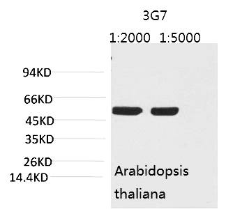 Fig. Western blot analysis of Arabidopsis with Rubisco (Large Chain) Mouse mAb diluted at 1) 1:2000, 2) 1:5000.