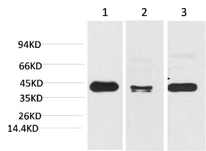 Fig. Western blot analysis of 1) Hela, 2) Mouse Brain Tissue, 3) Rat Brain Tissue with TBP/TATA Binding Protein Mouse mAb diluted at 1:2000.