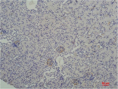 Fig.2. Immunohistochemical analysis of paraffin-embedded Mouse Kidney Tissue using TBP/TATA Binding ProteinMouse mAb diluted at 1:200.