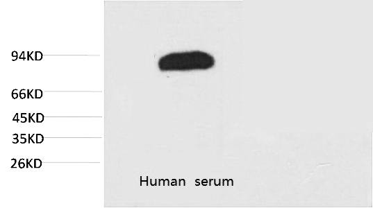 Fig.1. Western blot analysis of Human Serum with Transferrin Mouse mAb diluted at 1:2000.