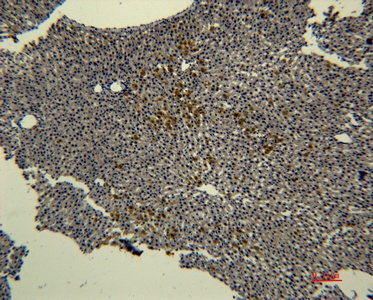 Fig.3. Immunohistochemical analysis of paraffin-embedded rat-liver using antibody diluted at 1:50.