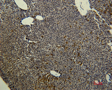 Fig. Immunohistochemical analysis of paraffin-embedded rat-liver using antibody diluted at 1:50.