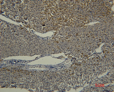 Fig. Immunohistochemical analysis of paraffin-embedded rat-liver using antibody diluted at 1:50.