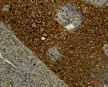 Fig.1. Immunohistochemical analysis of paraffin-embedded human-liver using antibody diluted at 1:50.