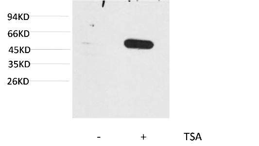 Fig.1. Western blot analysis of extracts from Hela cells, untreated (-) or treated with TSA (1μM, 18 hr; +) , using Acetyl- a-tubulin (Lys40) Mouse mAb 1:2000.