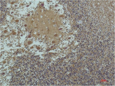 Fig.2. Immunohistochemical analysis of paraffin-embedded Human Brain Tissue using a-tubulin (Acetyl Lys40) Mouse mAb diluted at 1:200.