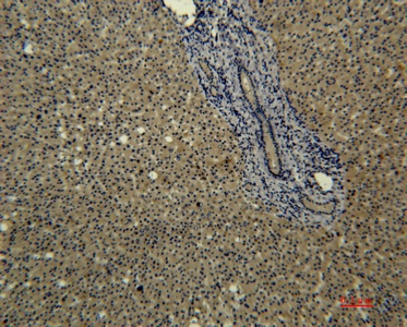 Fig. Immunohistochemical analysis of paraffin-embedded human-liver using antibody diluted at 1:50.