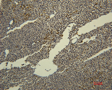Fig. Immunohistochemical analysis of paraffin-embedded rat-liver using antibody diluted at 1:50.
