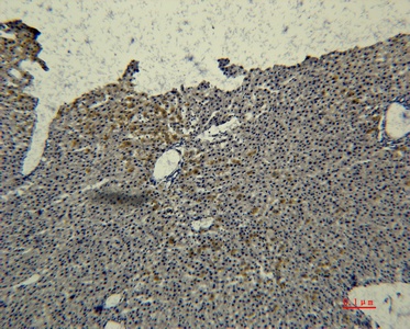 Fig. Immunohistochemical analysis of paraffin-embedded rat-liver using antibody diluted at 1:50.