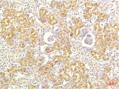 Fig.2. Immunohistochemical analysis of paraffin-embedded Human Kidney Tissue using IL-8 Mouse mAb diluted at 1:200.