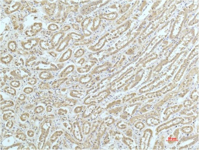 Fig.2. Immunohistochemical analysis of paraffin-embedded Human Kidney Tissue using a-actinin Mouse mAb diluted at 1:200.