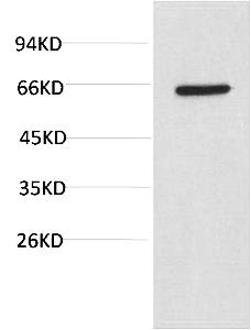 Fig.3. Western blot analysis of PC3 Cell Lysate using Akt Mouse mAb diluted at 1:2000.