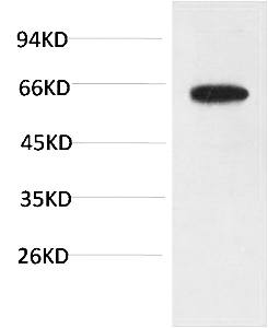Fig.3. Western blot analysis of PC3 Cell Lysate using Phospho-Akt Ser473 Mouse mAb diluted at 1:1000.
