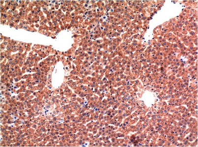 Fig.3. Immunohistochemical analysis of paraffin-embedded Mouse Liver Tissue using Caspase-3 Mouse mAb diluted at 1:200.