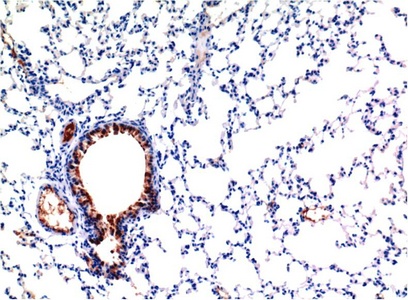 Fig.3. Immunohistochemical analysis of paraffin-embedded Mouse Lung Tissue using TGFβ1 Mouse mAb diluted at 1:200.