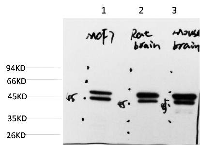 Fig. Western blot analysis of 1) MCF7Cell Lysate, 2) Rat Brain Tissue Lysate, 3) Mouse Brain Tissue Lysate using Epsilon Tubulin Mouse mAb diluted at 1:2000.