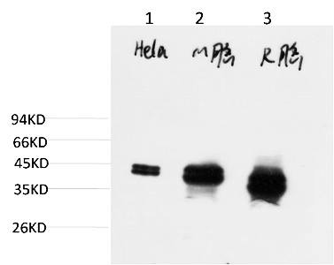 Fig.3. Western blot analysis of 1) Hela Cell Lysate, 2) Mouse Brain Tissue Lysate, 3) Rat Brain Tissue Lysate using ERK1/2 Mouse mAb diluted at 1:2000.