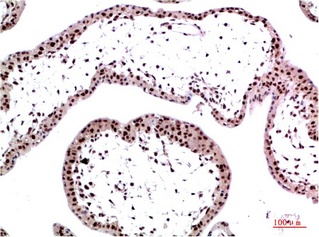 Fig.2. Immunohistochemical analysis of paraffin-embedded Human Placenta Tissue using HP-1γ Mouse mAb diluted at 1:200.