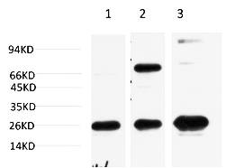 Fig.3. Western blot analysis of 1) Hela Cell Lysate, 2) 3T3 Cell Lysate, 3) PC12 Cell Lysate using HP-1γ Mouse mAb diluted at 1:1000.