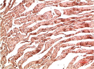 Fig.1. Immunohistochemical analysis of paraffin-embedded Rat Heart Tissue using VE-Cadherin Mouse mAb diluted at 1:200.