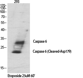 Fig.1. Western Blot analysis of various cells using Cleaved-Caspase-6 p18 (D179) Polyclonal Antibody diluted at 1:100O.