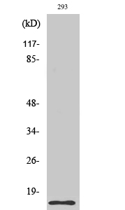 Fig. Western Blot analysis of various cells using Cleaved-Caspase-7 (S199) Polyclonal Antibody.