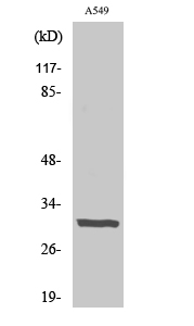 Fig. Western Blot analysis of various cells using Adiponectin Polyclonal Antibody diluted at 1:2000.