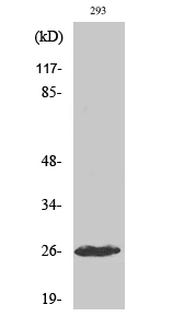 Fig. Western Blot analysis of various cells using Cleaved-C1r LC (I464) Polyclonal Antibody.