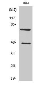 Fig. Western Blot analysis of various cells using Cleaved-C1s HC (R437) Polyclonal Antibody.