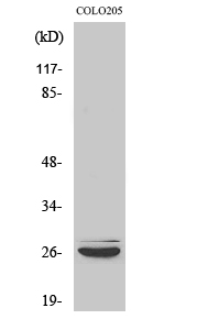 Fig. Western Blot analysis of various cells using Caspase-14 Polyclonal Antibody.