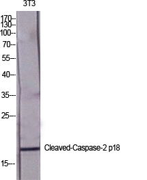 Fig.1. Western Blot analysis of various cells using Cleaved-Caspase-2 p18 (G170) Polyclonal Antibody diluted at 1:2000.