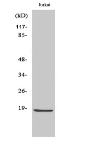 Fig.2. Western Blot analysis of Jurkat cells using Cleaved-Caspase-2 p18 (G170) Polyclonal Antibody diluted at 1:2000.