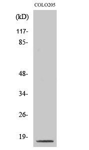 Fig. Western Blot analysis of various cells using Cleaved-Caspase-3 p17 (D175) Polyclonal Antibody.