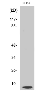 Fig. Western Blot analysis of various cells using Cleaved-Cathepsin D LC (G65) Polyclonal Antibody.