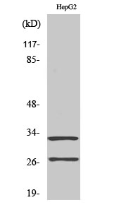 Fig. Western Blot analysis of various cells using Cleaved-Cathepsin G (I21) Polyclonal Antibody.
