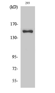 Fig. Western Blot analysis of various cells using Cleaved-COL4A3 (L1425) Polyclonal Antibody.