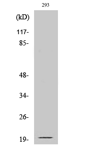 Fig. Western Blot analysis of various cells using Cleaved-Ephrin-A2 (N188) Polyclonal Antibody.