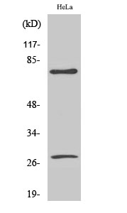 Fig. Western Blot analysis of various cells using Cleaved-Lamin A (D230) Polyclonal Antibody.